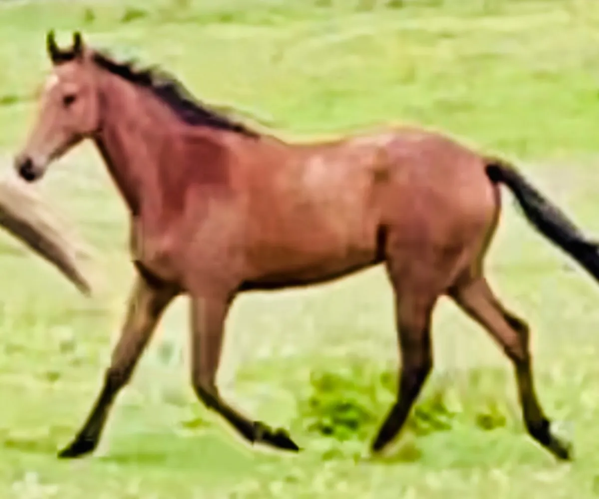 ISH 2 year old bay gelding - Image 3