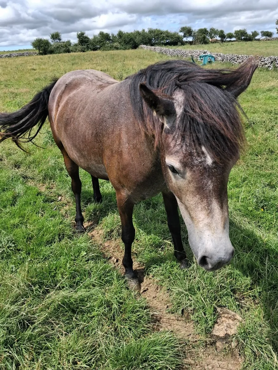 Conemara  pony with passport - Image 2