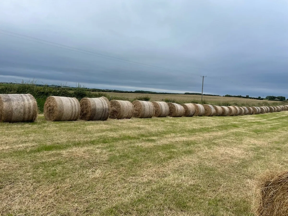 Hay and haylage - Image 1