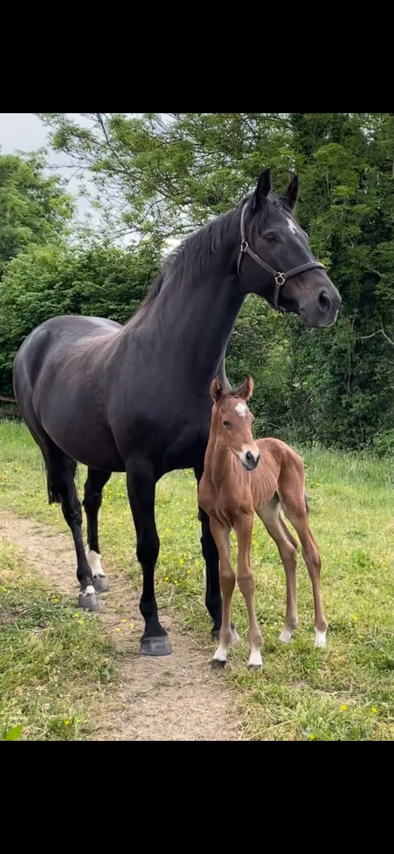 ISH 2 year old bay gelding - Image 4