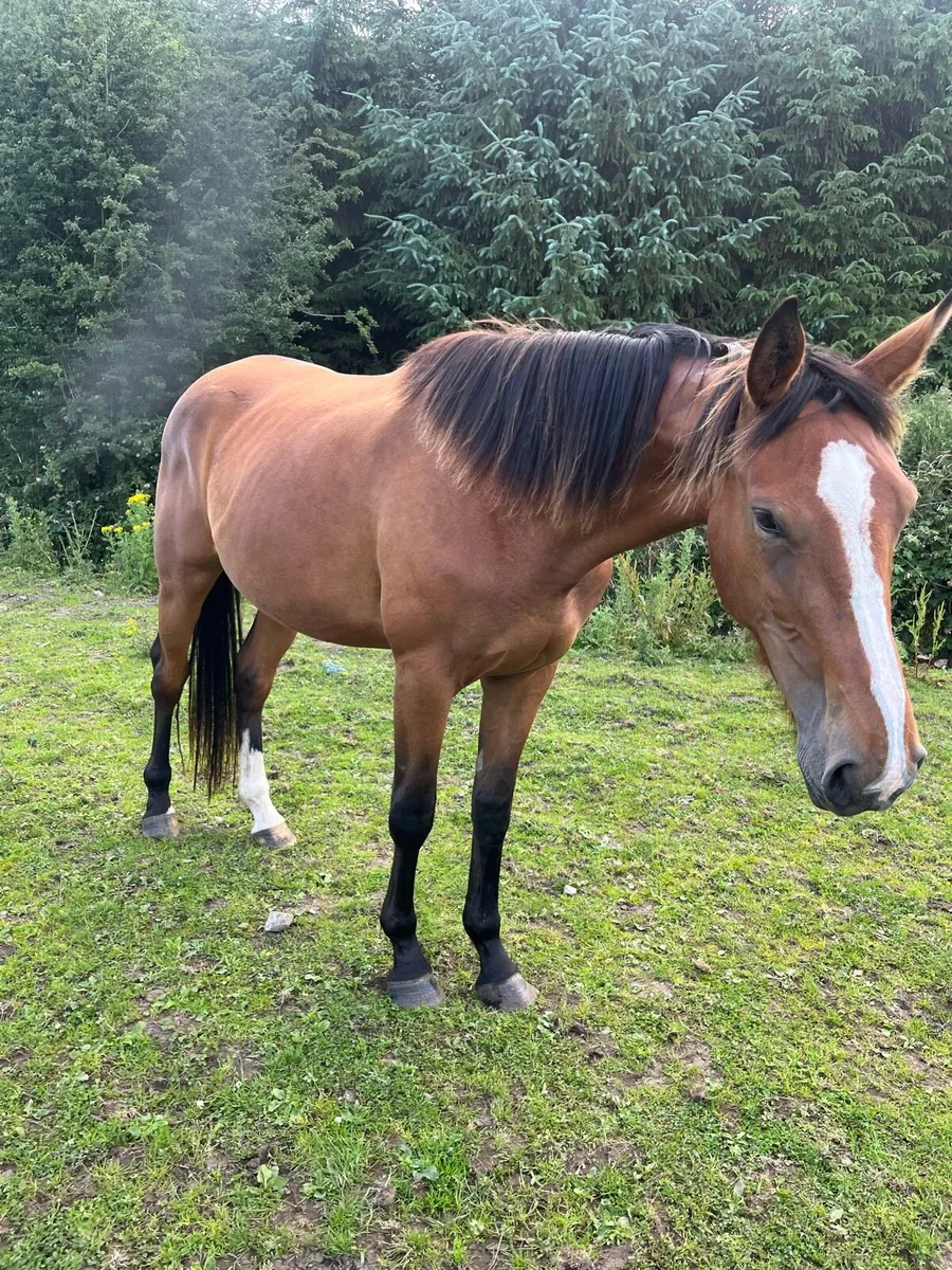 3 year old filly 16.1 - Image 1