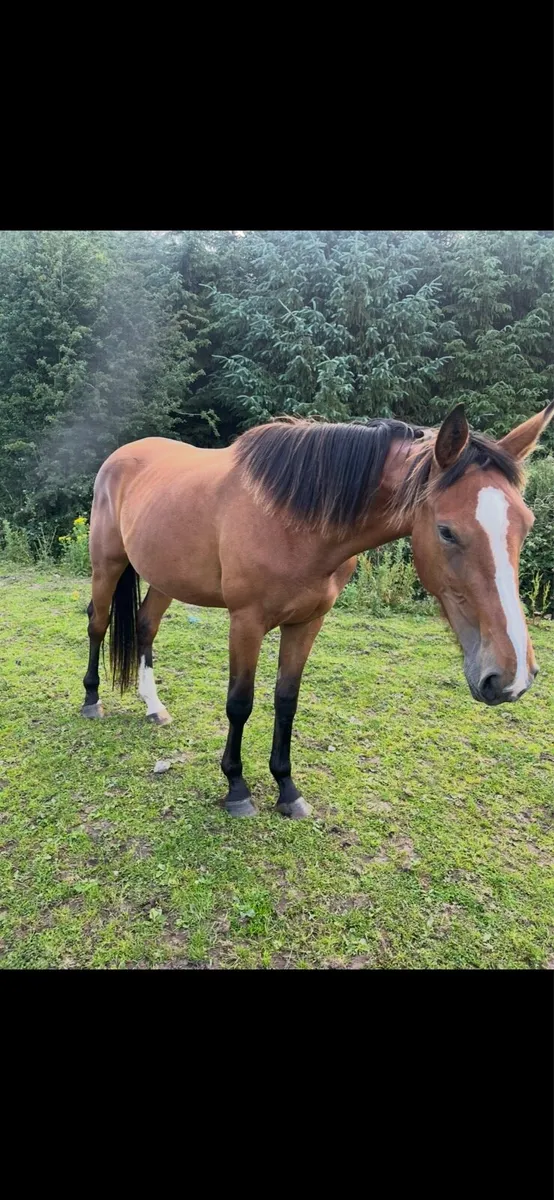 3 year old filly 16.1 - Image 2