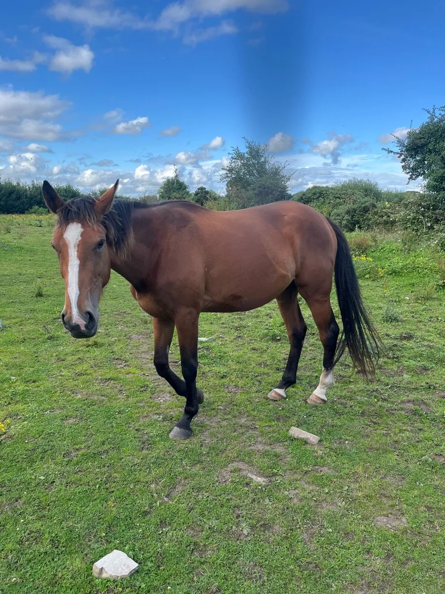 3 year old filly 16.1 - Image 3