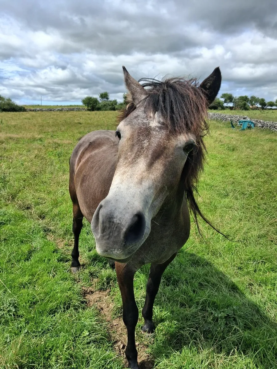 Conemara  pony with passport - Image 4