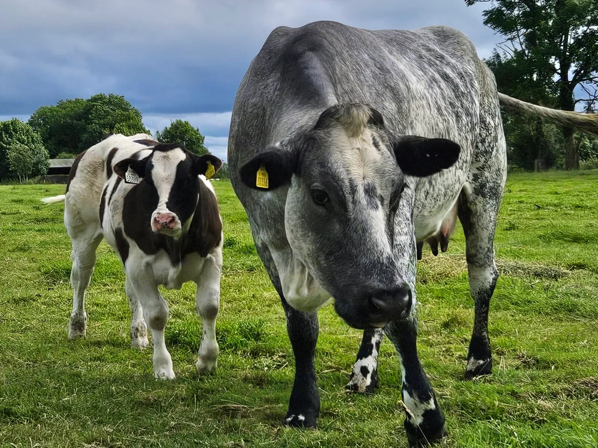 Roan blue cow and E grade blue bull calf at foot - Image 1