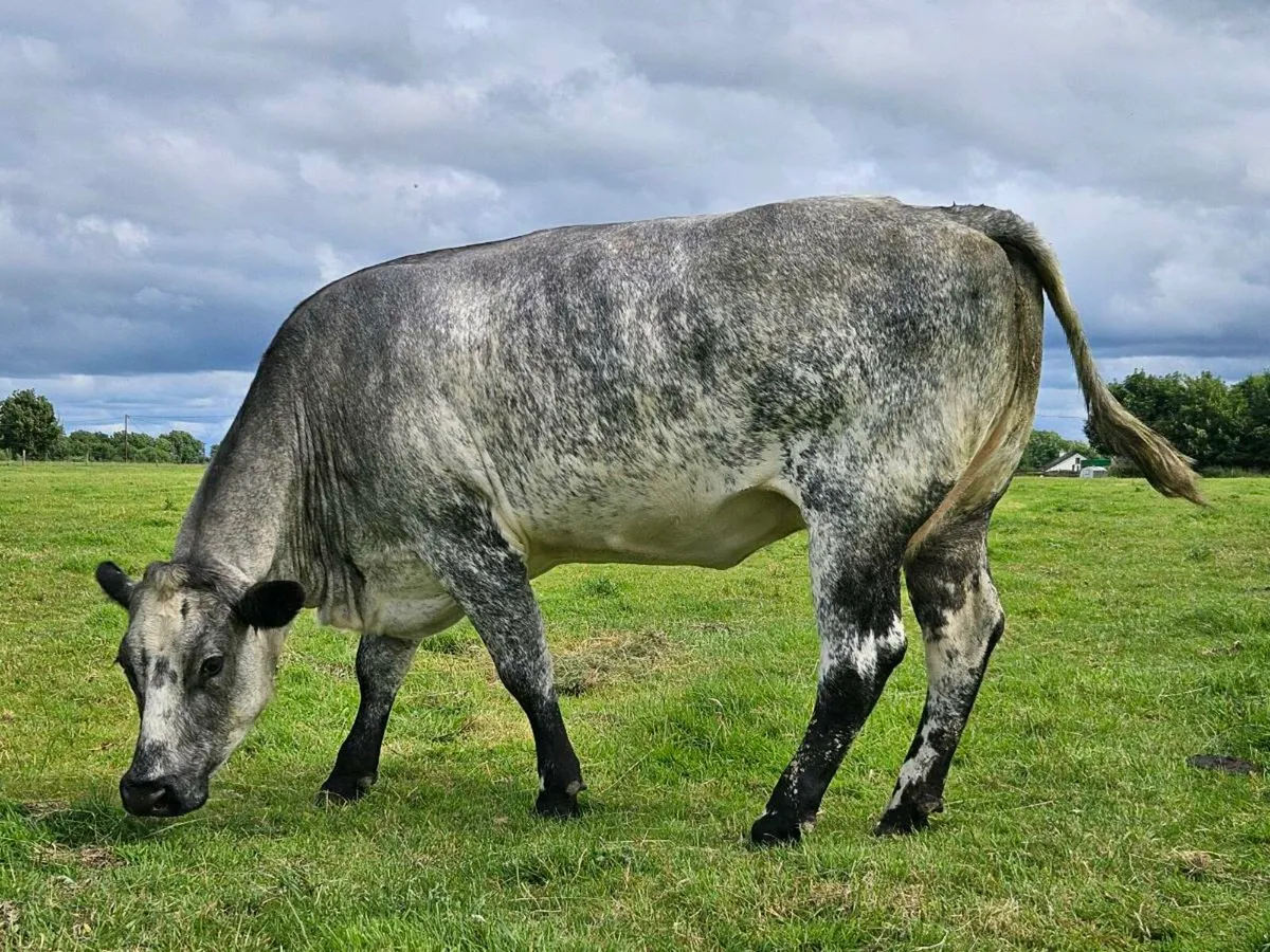 Roan blue cow and E grade blue bull calf at foot - Image 2