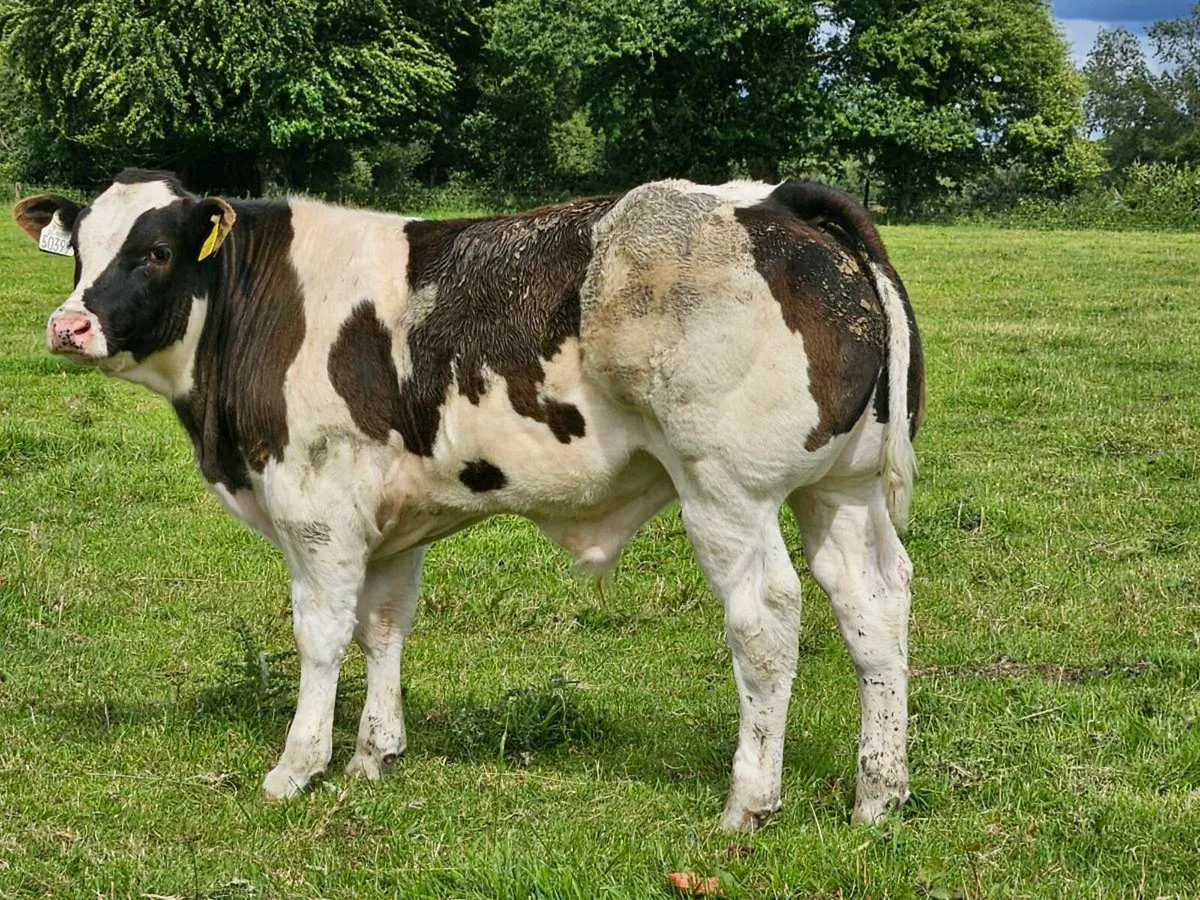 Roan blue cow and E grade blue bull calf at foot - Image 3