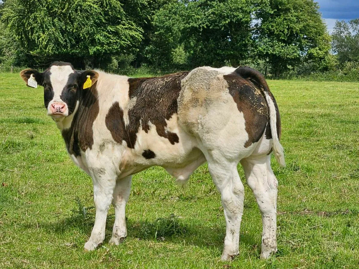 Roan blue cow and E grade blue bull calf at foot - Image 4