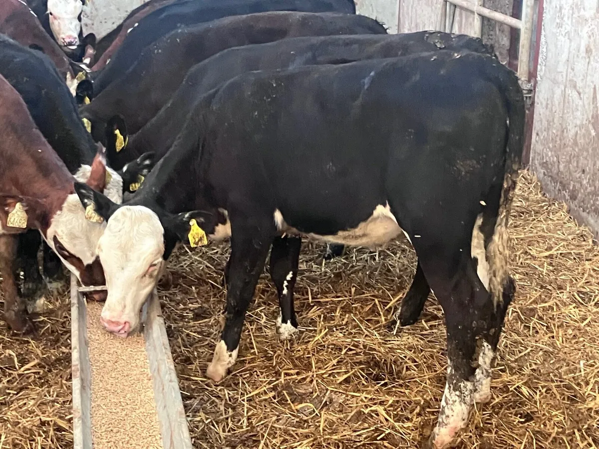 14 Hereford & Angus Weanlings for sale - Image 2