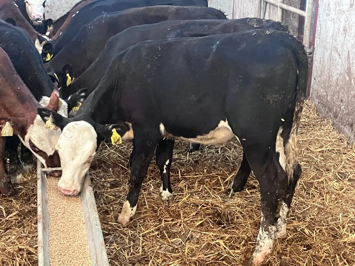 14 Hereford & Angus Weanlings for sale - Image 3