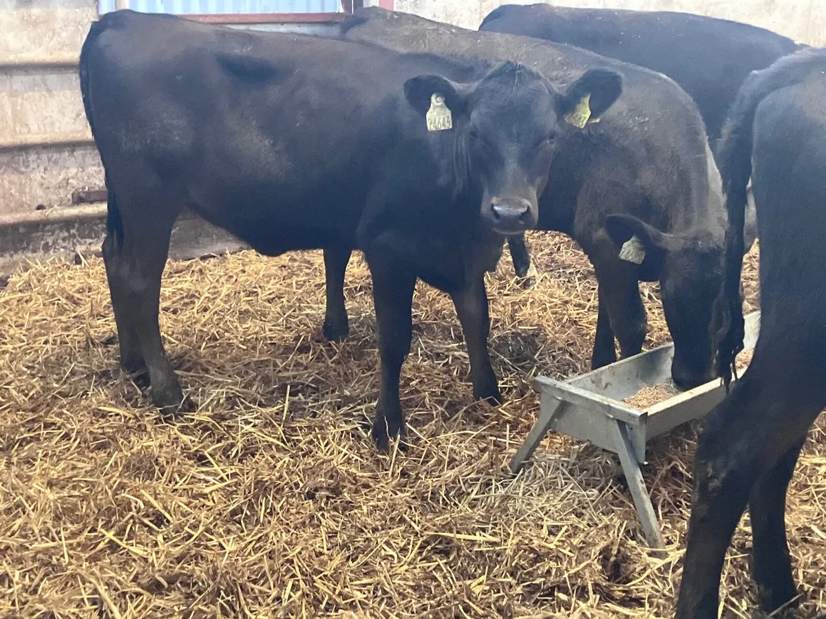 14 Hereford & Angus Weanlings for sale - Image 4