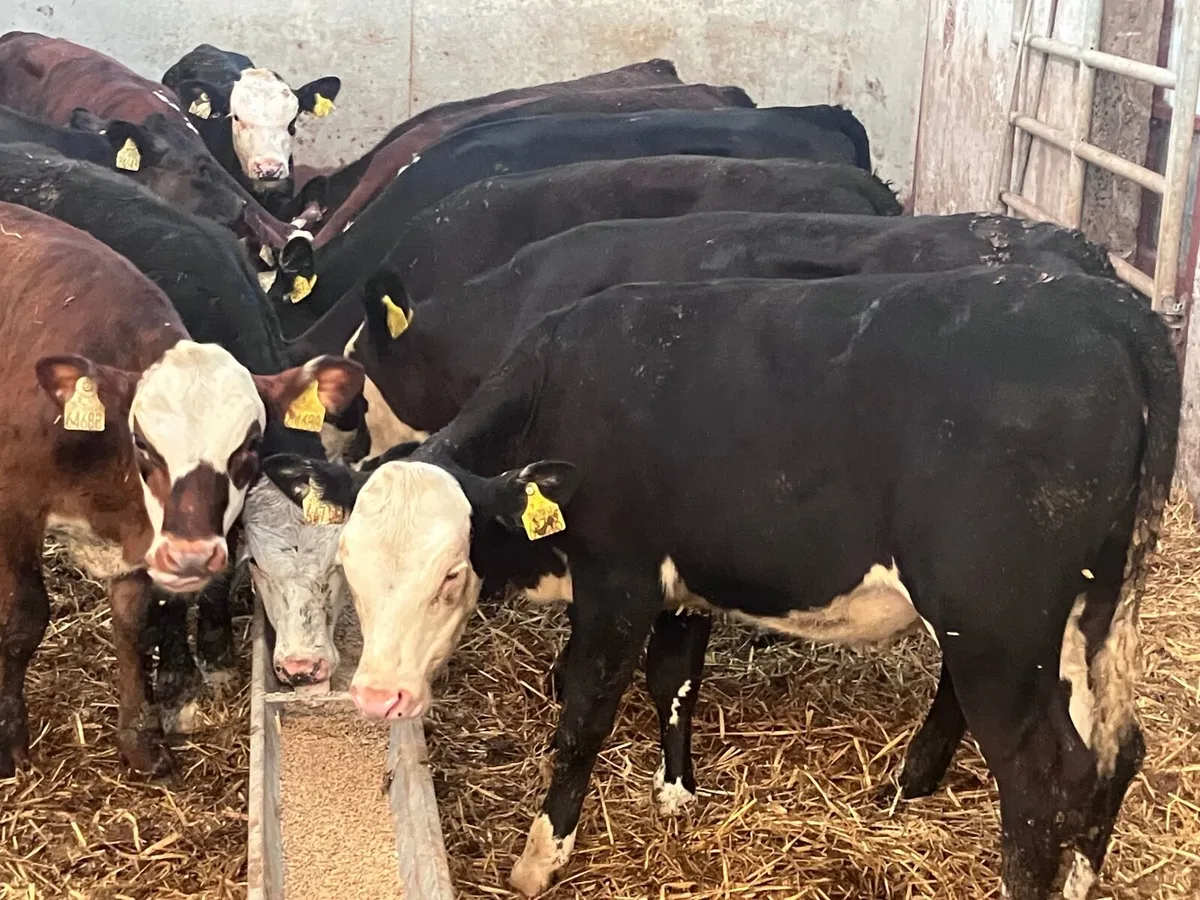 14 Hereford & Angus Weanlings for sale - Image 1