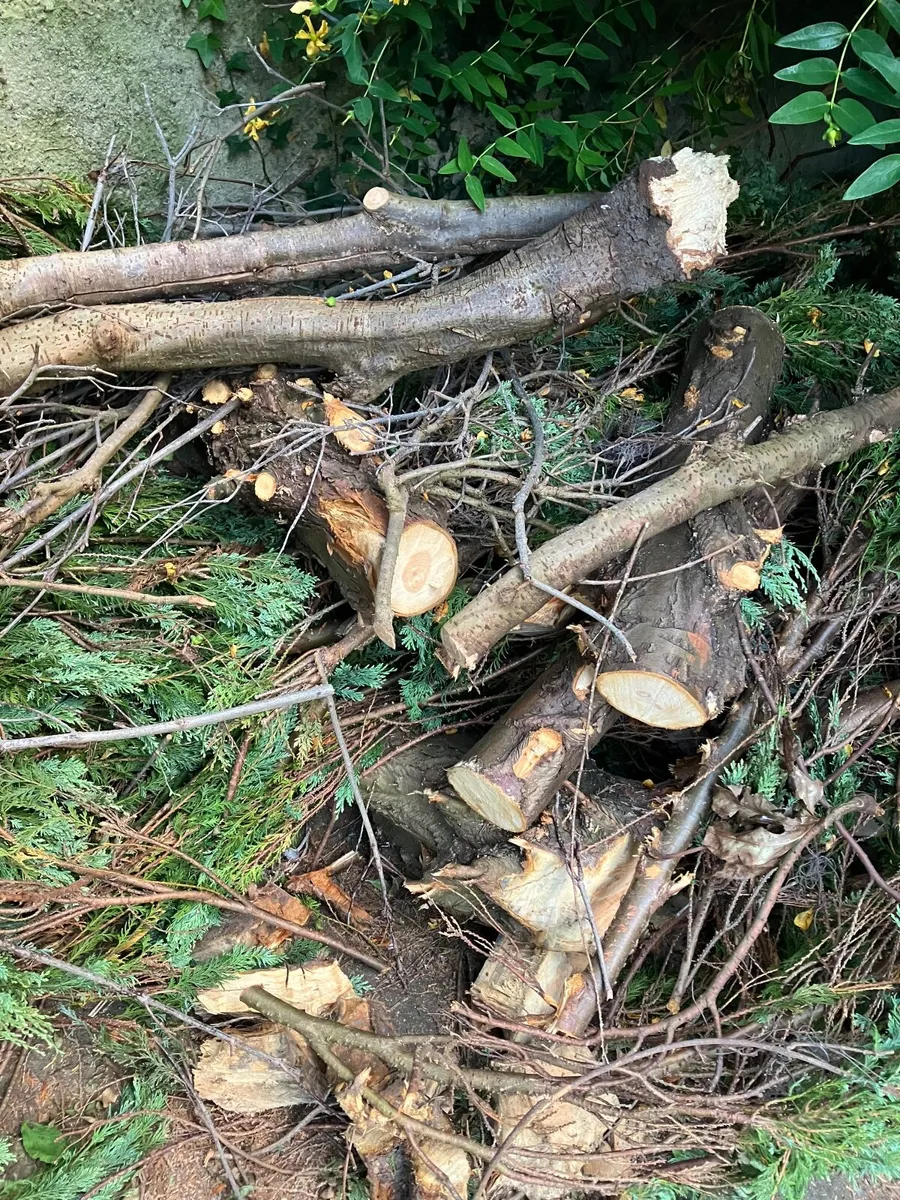 Free conifer wood - Image 1