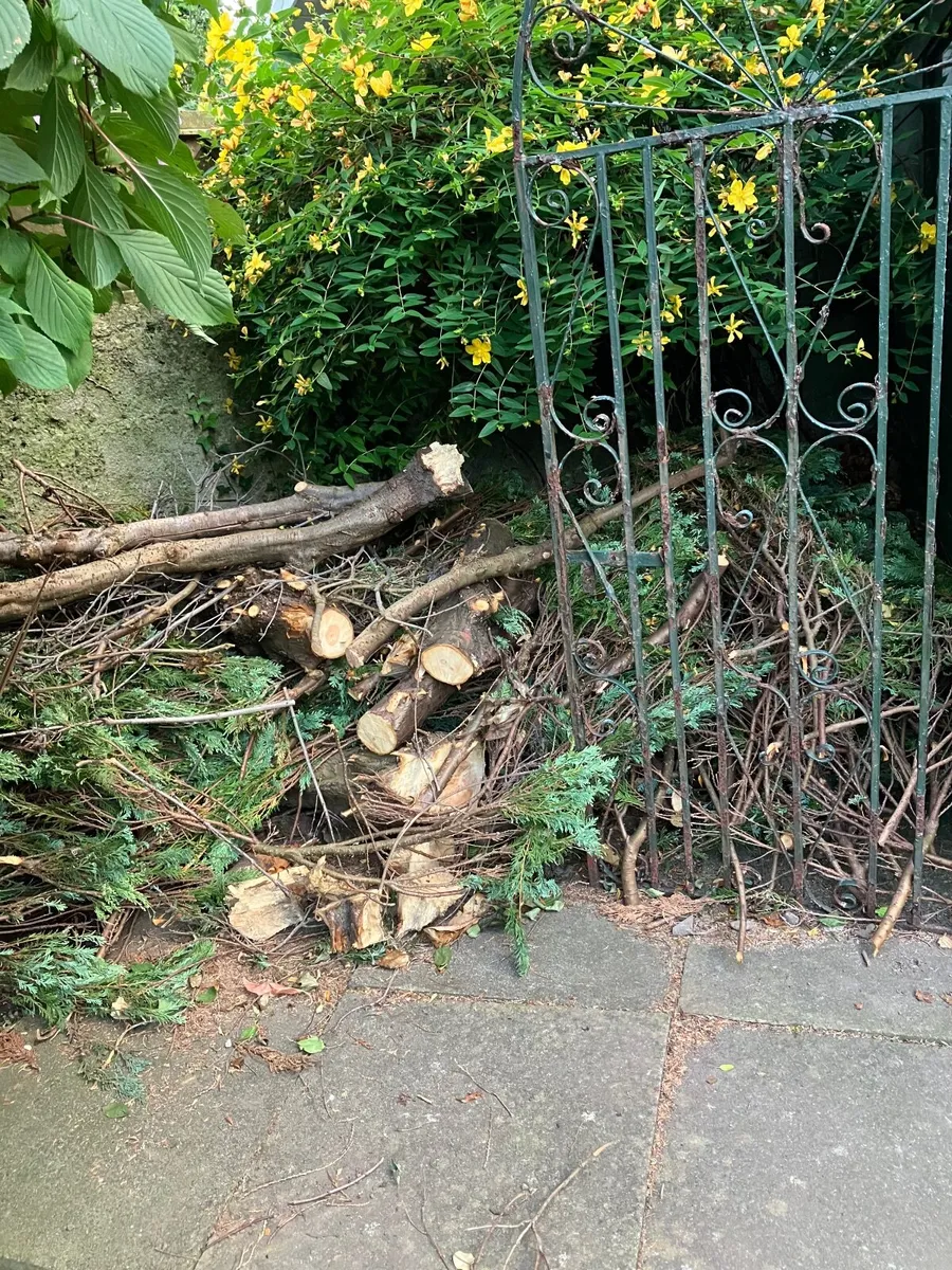 Free conifer wood - Image 2