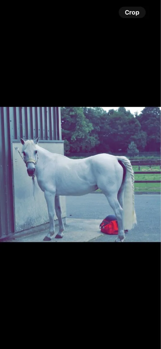 Connemara pony - Image 2