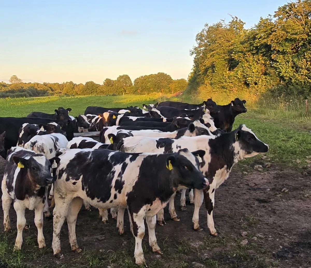 Calf - Image 1