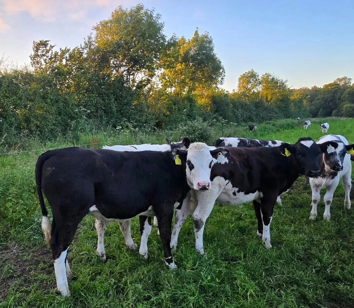 Calf - Image 2