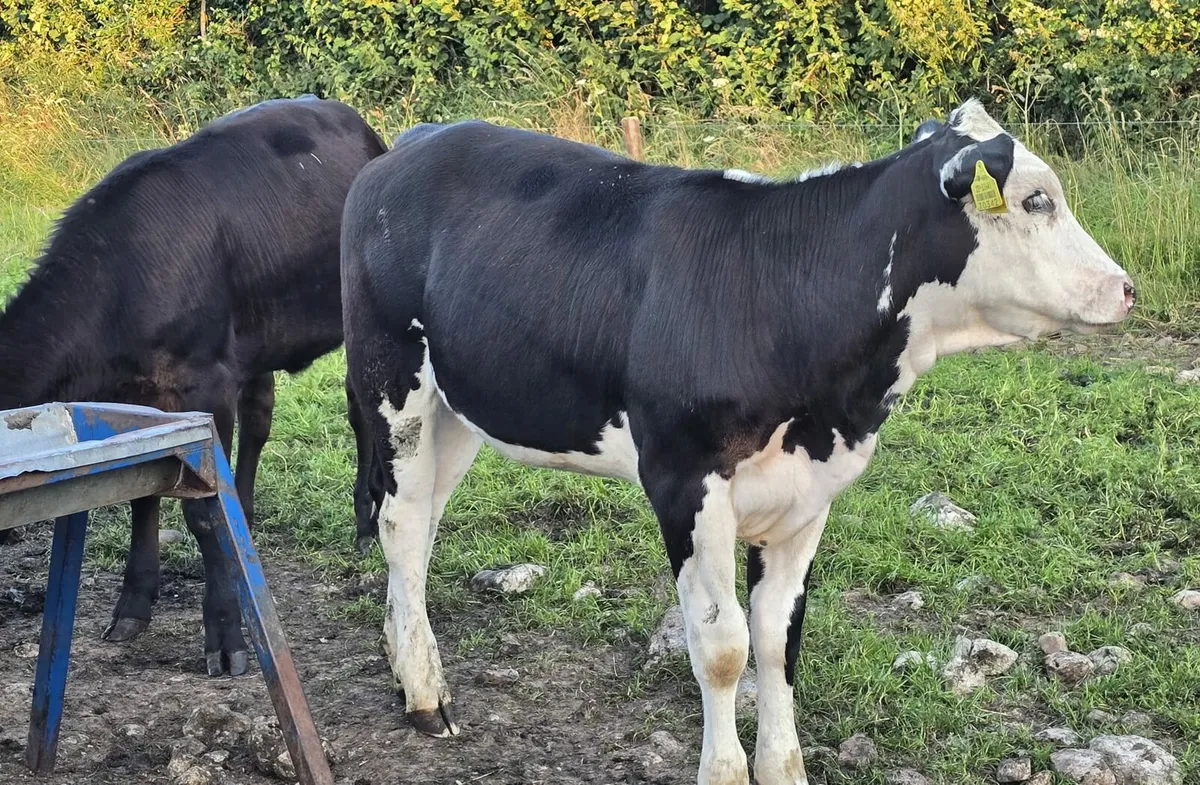 Calf - Image 3