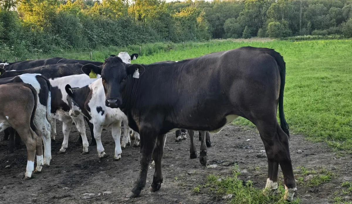 Calf - Image 4