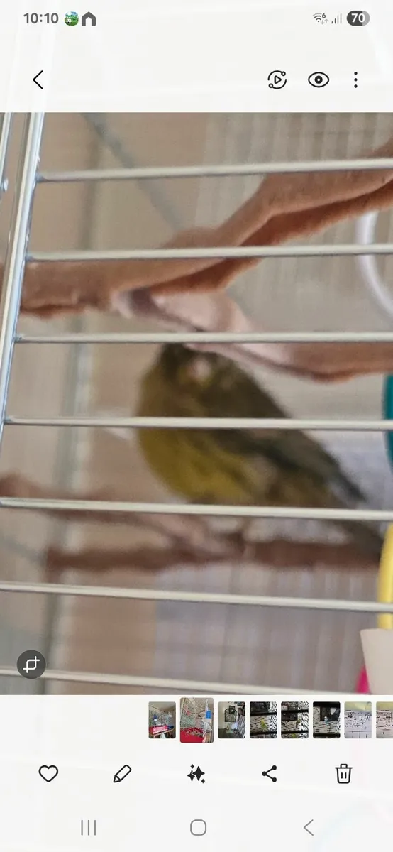 Bird cage and  pair of Gloster Canaries - Image 1