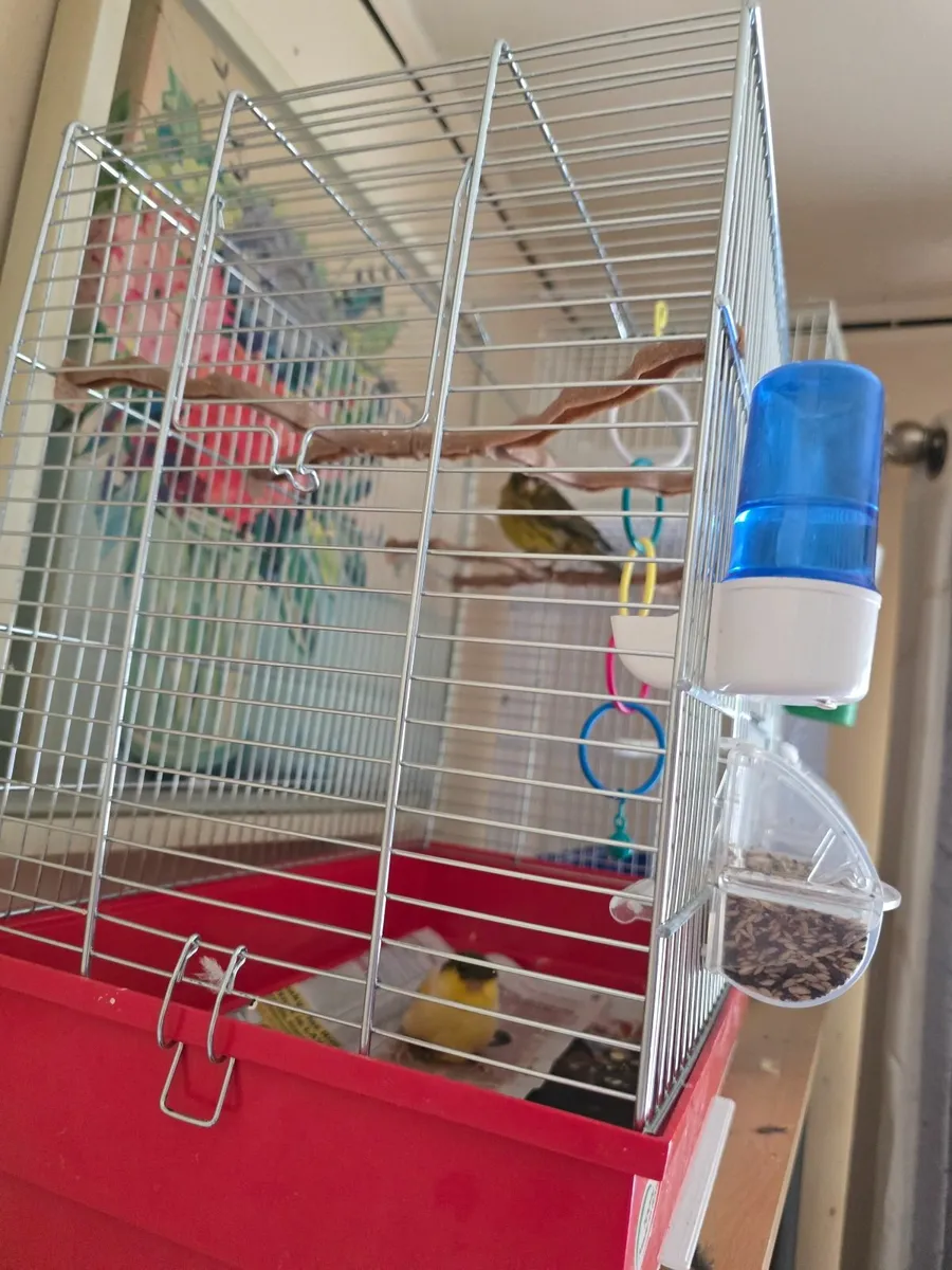 Bird cage and  pair of Gloster Canaries - Image 2