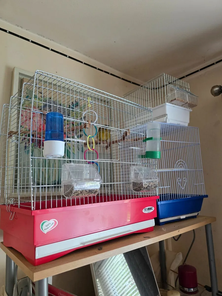 Bird cage and  pair of Gloster Canaries - Image 3