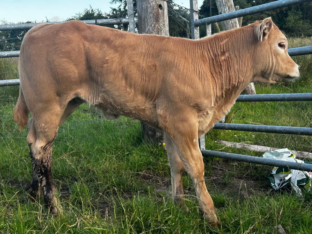 U Grade Charolais Heifer Suck Calf - Image 1