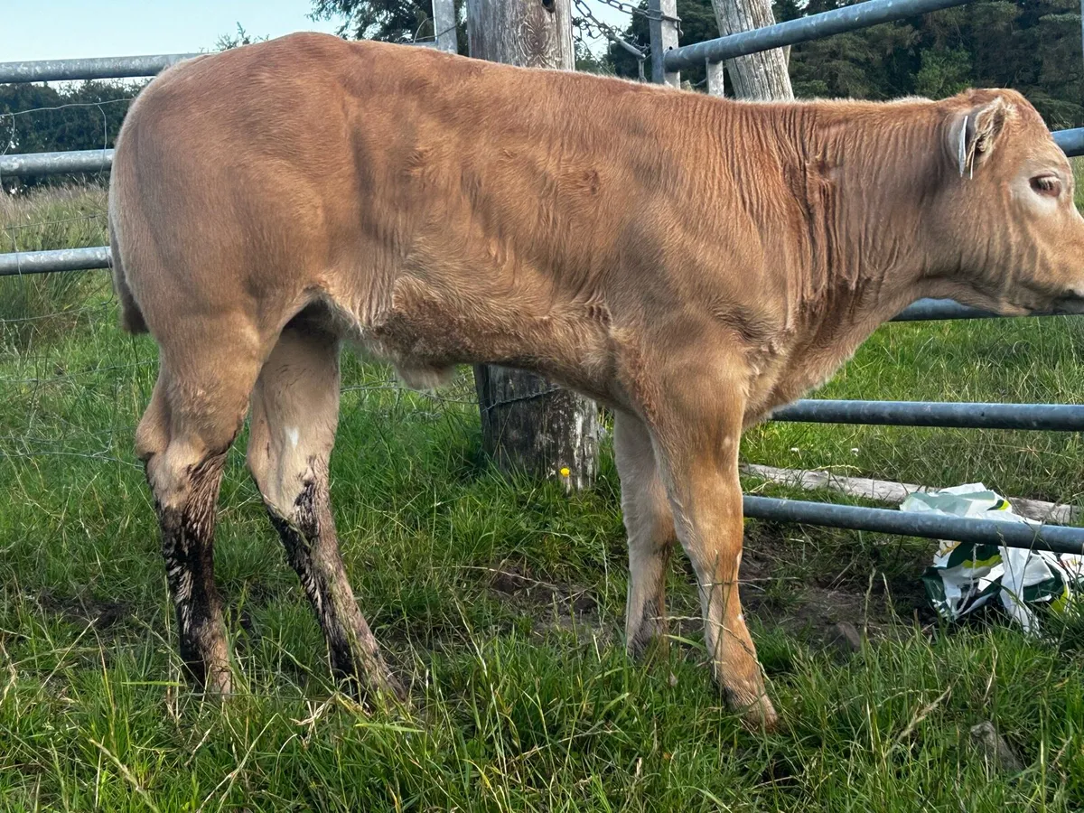 U Grade Charolais Heifer Suck Calf - Image 2