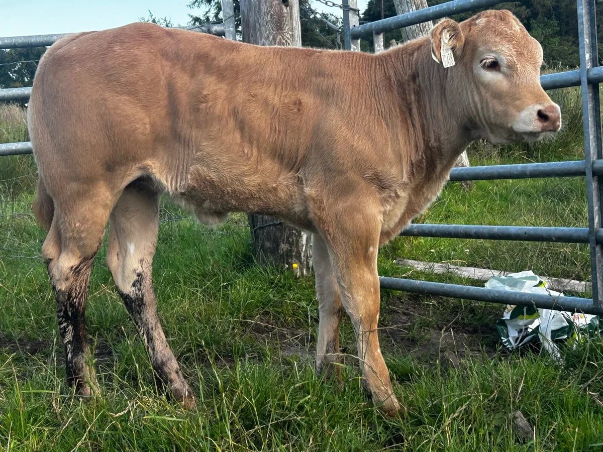 U Grade Charolais Heifer Suck Calf - Image 3