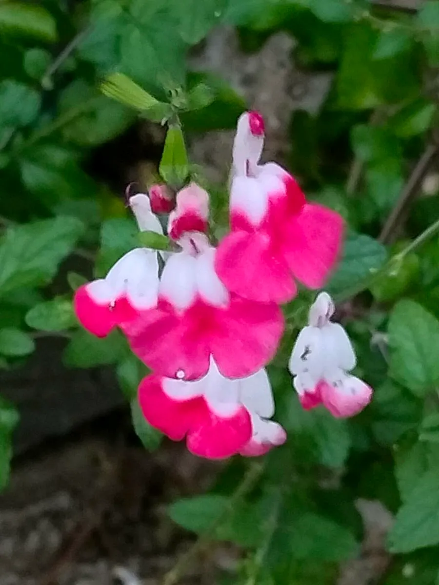 Hot lips Salvia in white and pink and white. - Image 1