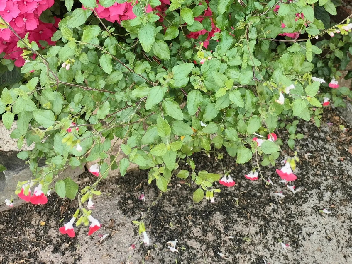 Hot lips Salvia in white and pink and white. - Image 2