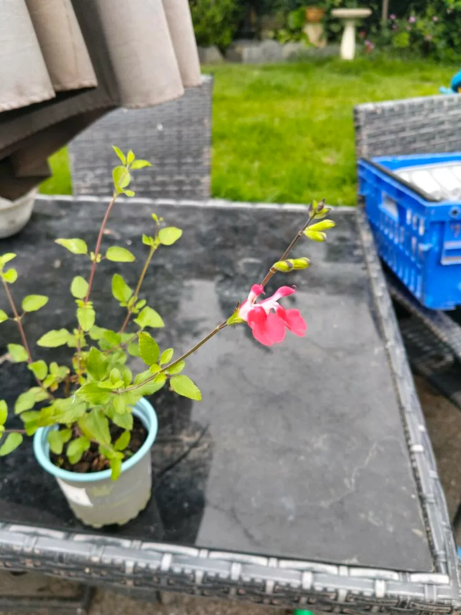 Hot lips Salvia in white and pink and white. - Image 3