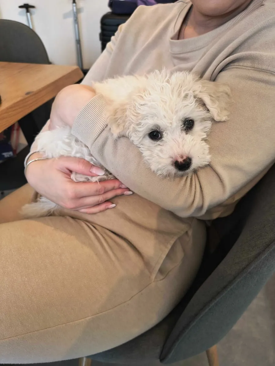 Dog care - Image 1