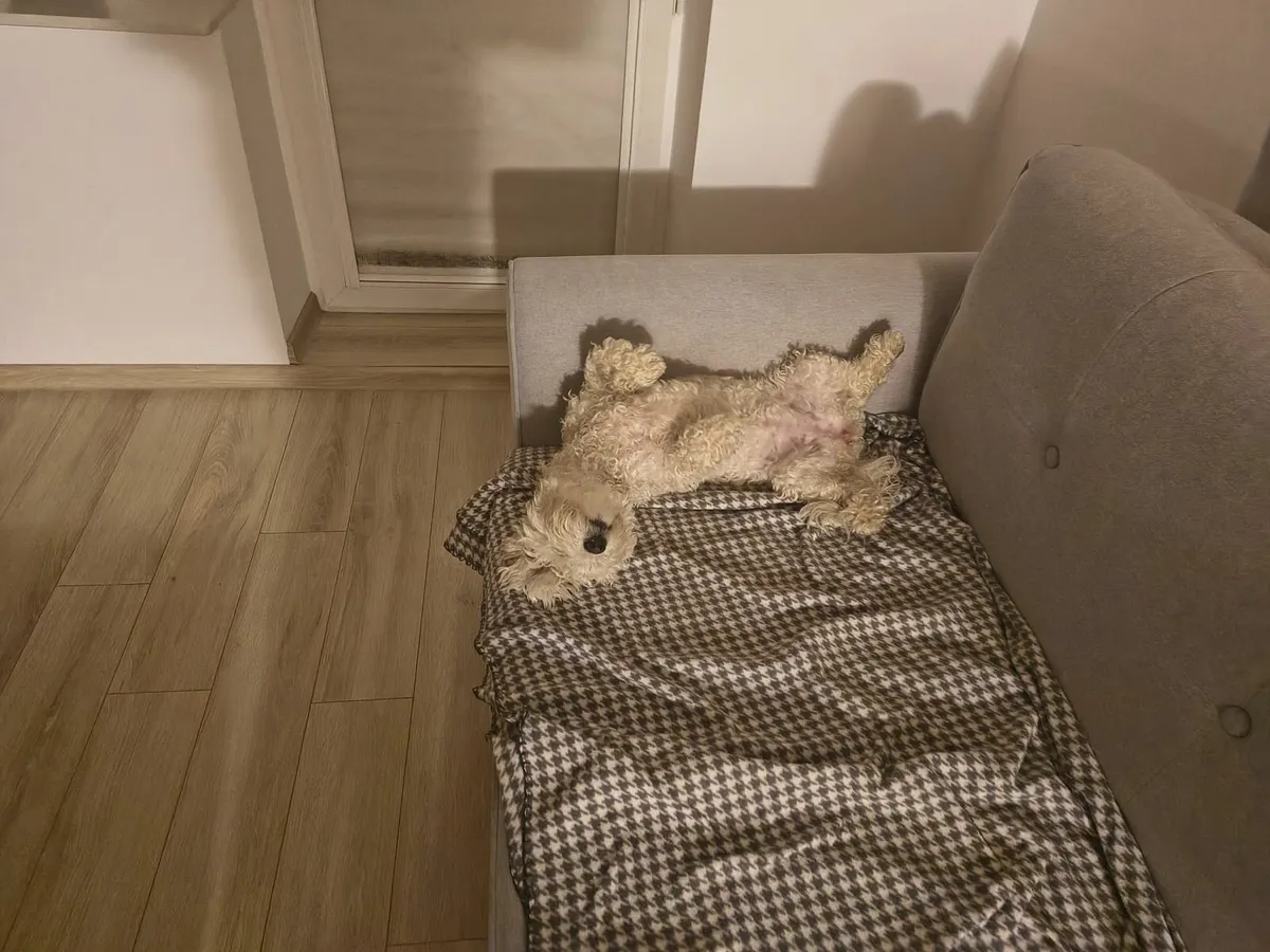 Dog care - Image 2