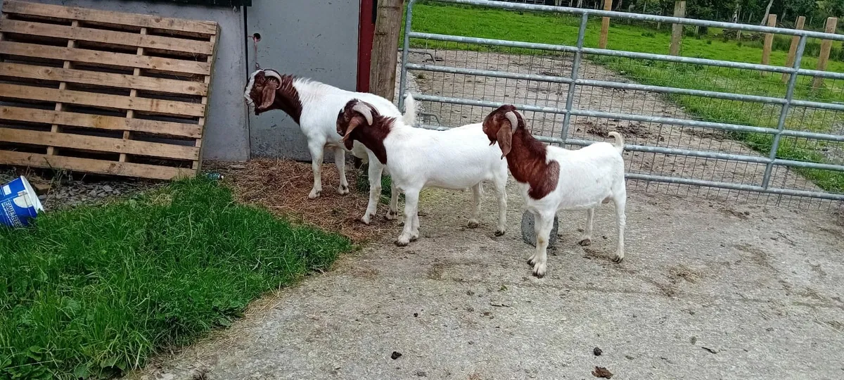 Boer goats - Image 1