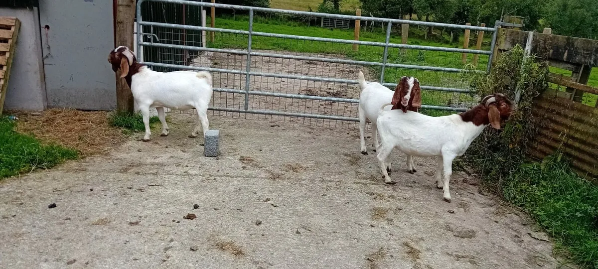 Boer goats - Image 2