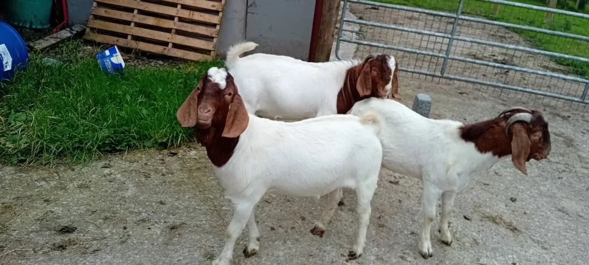 Boer goats - Image 3