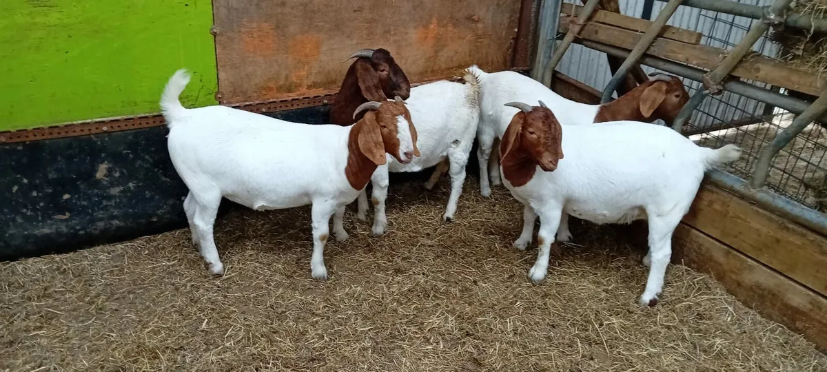 Boer goats - Image 4
