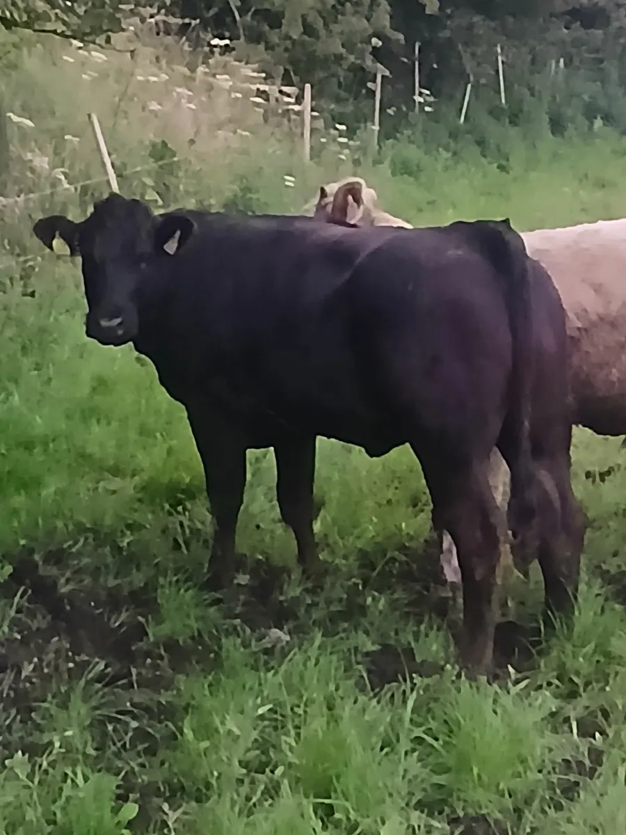 Livestock - Image 1