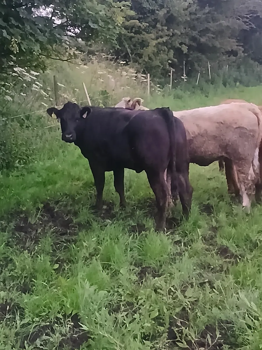 Livestock - Image 2