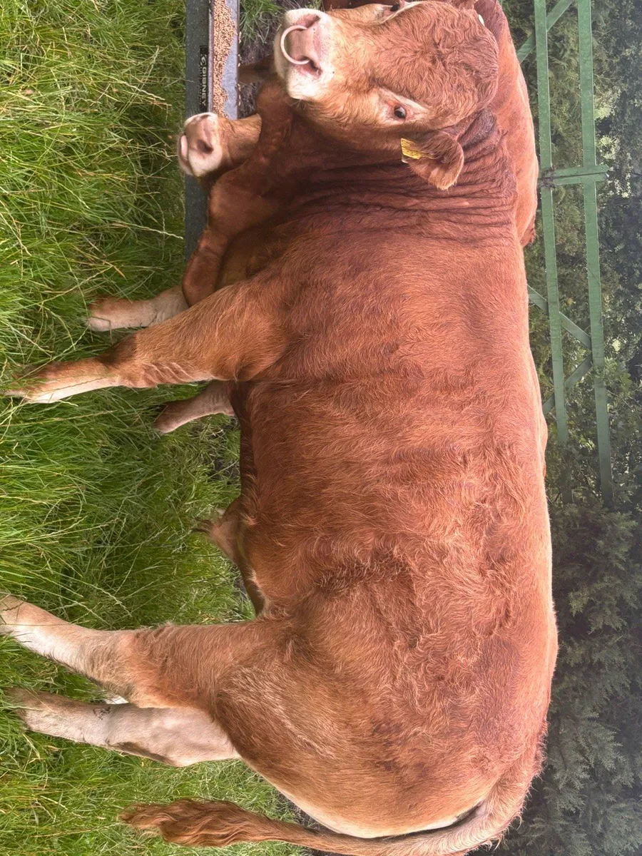 bull - Image 2