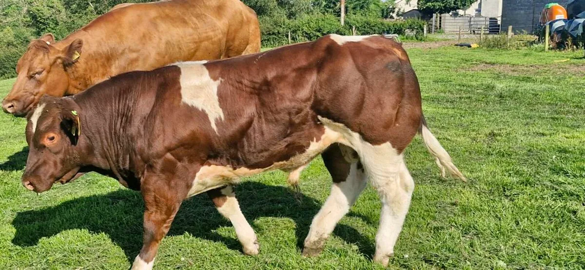 💥💥Bull Weanlings Castlerea Mart 💥💥 - Image 1