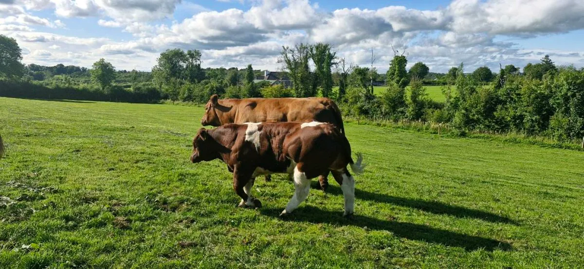 💥💥Bull Weanlings Castlerea Mart 💥💥 - Image 2