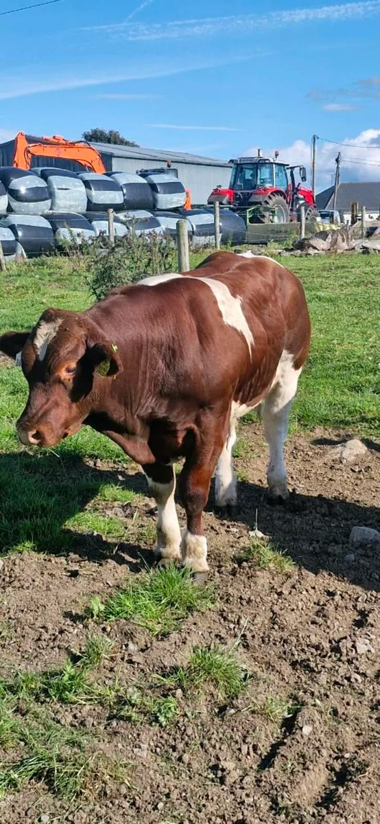 💥💥Bull Weanlings Castlerea Mart 💥💥 - Image 3