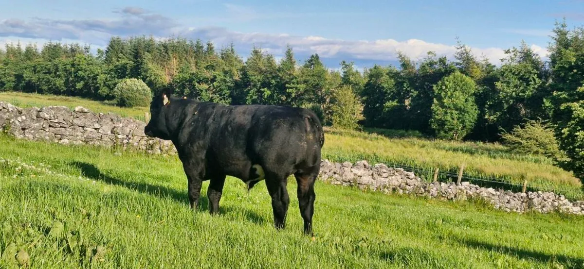 💥💥Bull Weanlings Castlerea Mart 💥💥 - Image 4