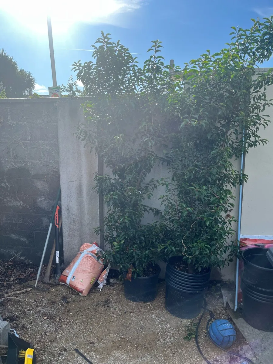 Portuguese laurel. - Image 1