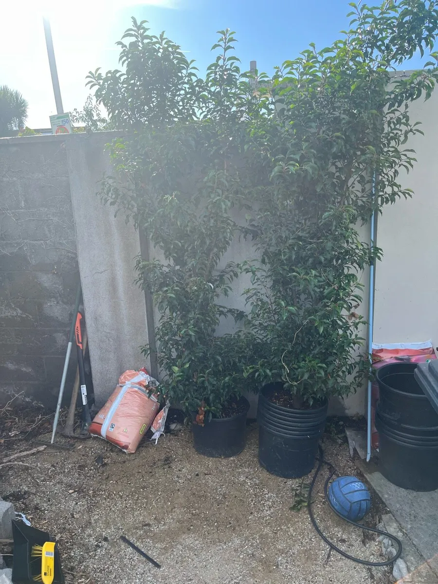 Portuguese laurel. - Image 2