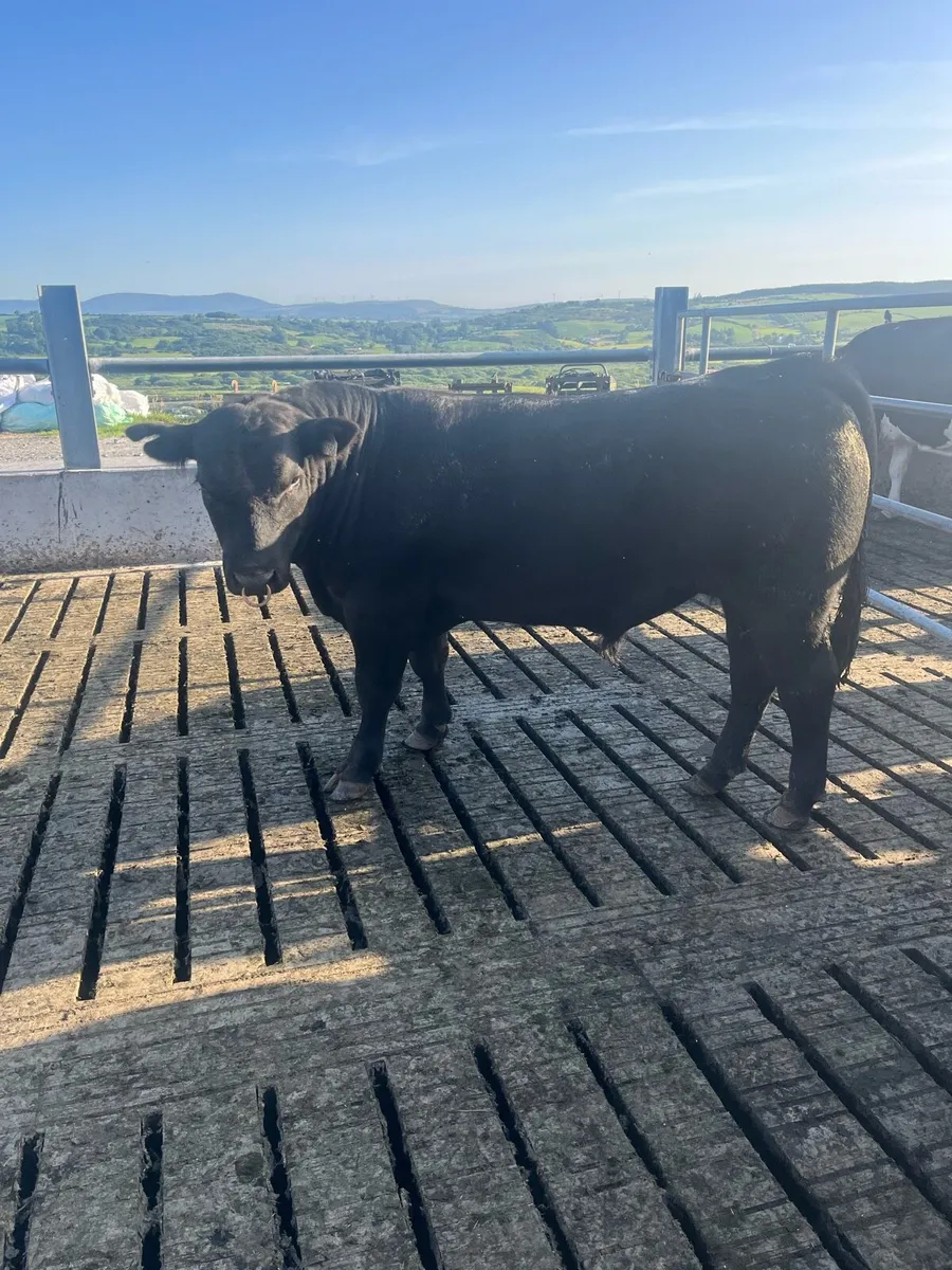 AA Bull - Image 1