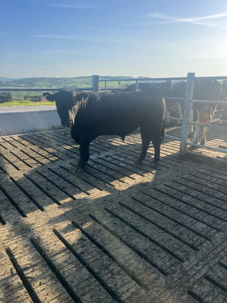 AA Bull - Image 2