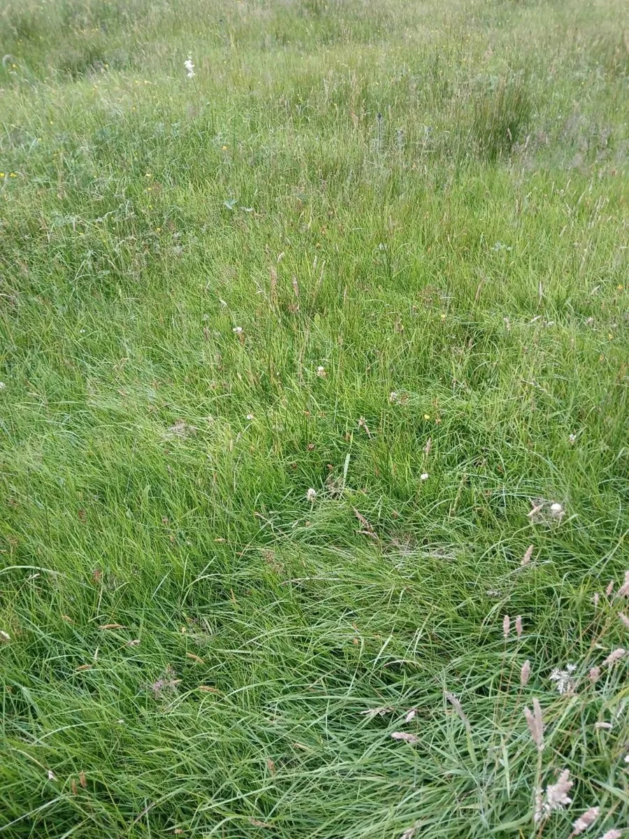 Organic meadow cut and take away - Image 1